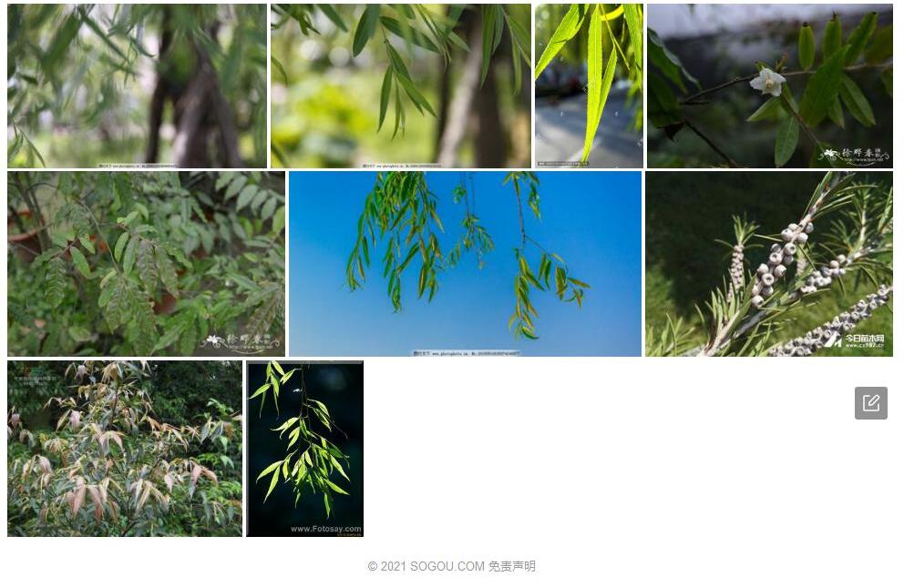 柳叶毛蕊茶照片和图片/