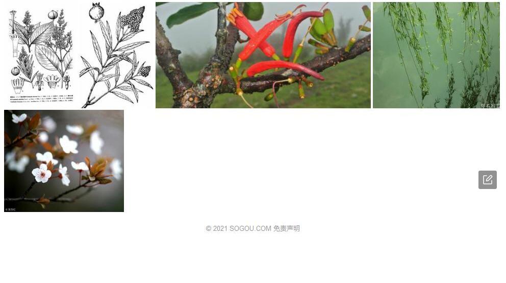 柳叶水锦树照片和图片/