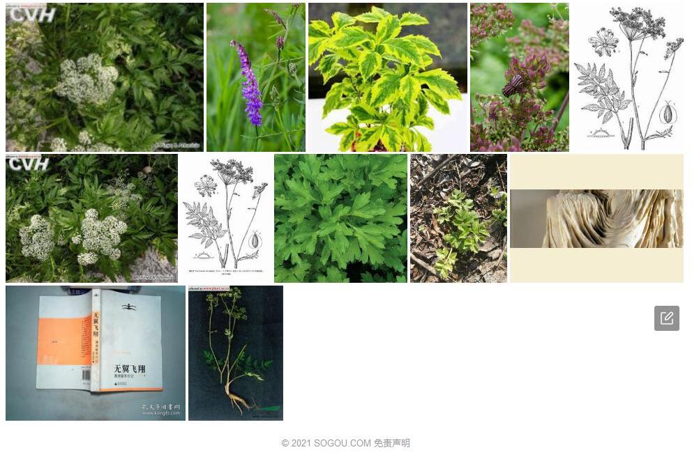 柳叶芹照片和图片/
