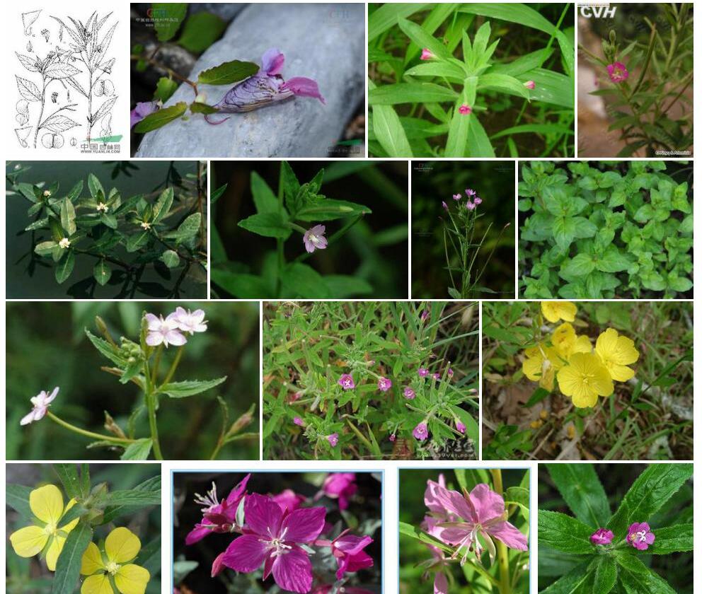 柳叶菜状凤仙花照片和图片/