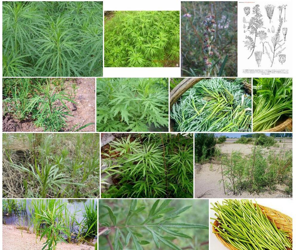 柳叶蒿照片和图片/