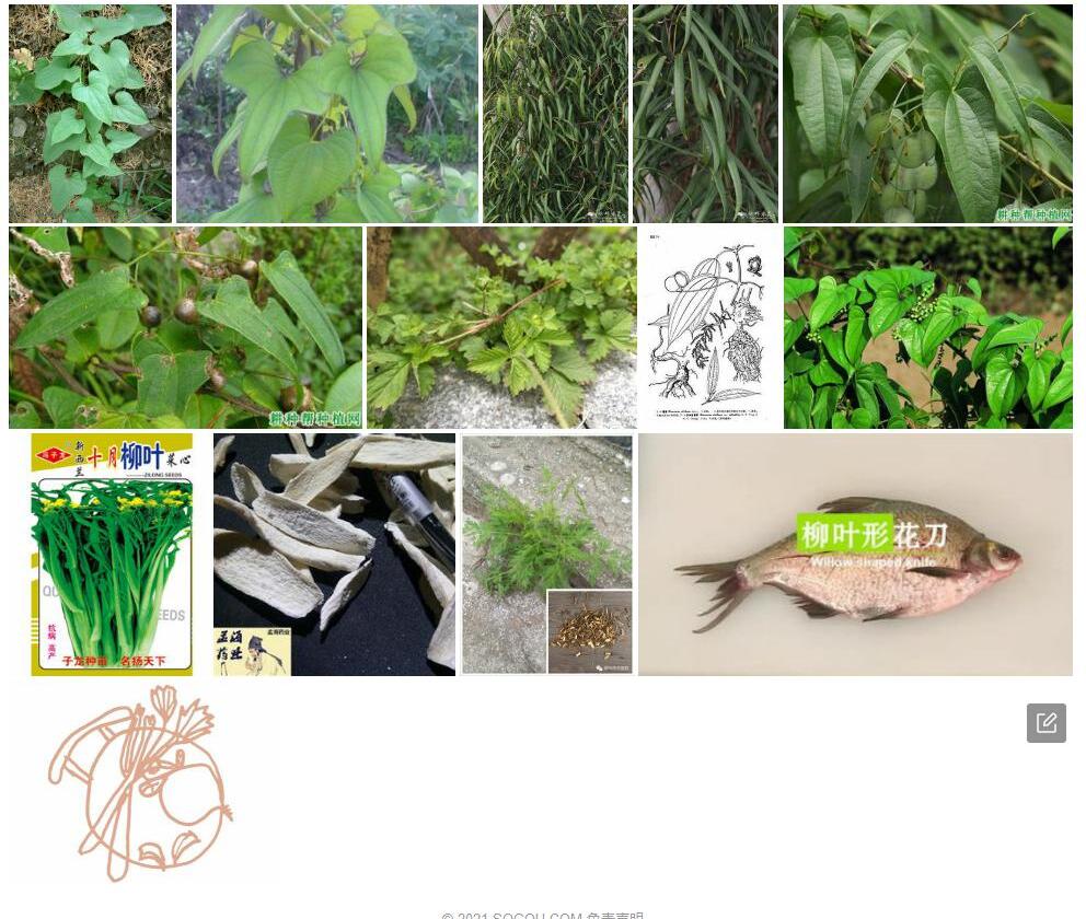 柳叶薯蓣照片和图片/