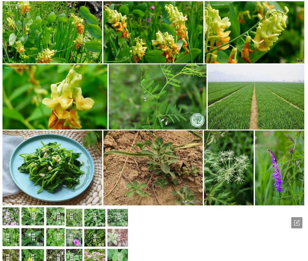 柳叶野豌豆照片和图片/