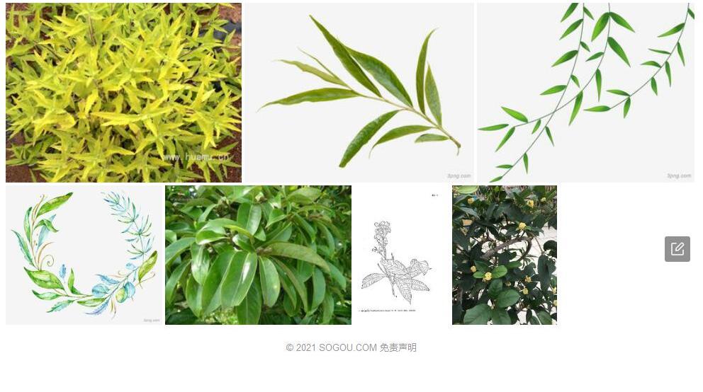 柳叶金叶子照片和图片/