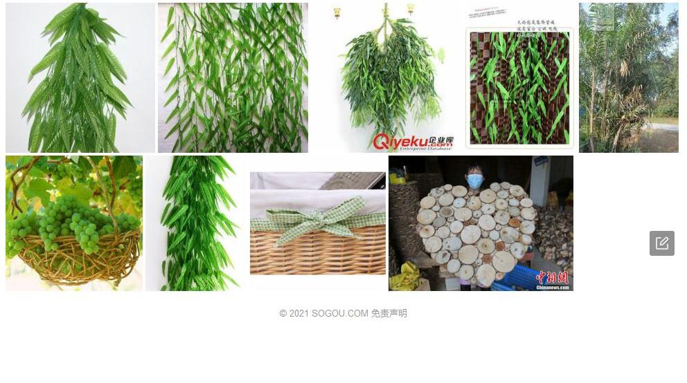 柳条省藤照片和图片/