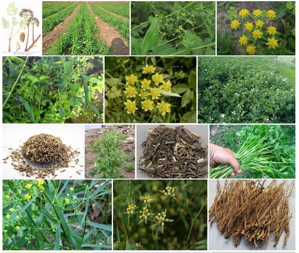 柴胡状斑膜芹照片和图片/