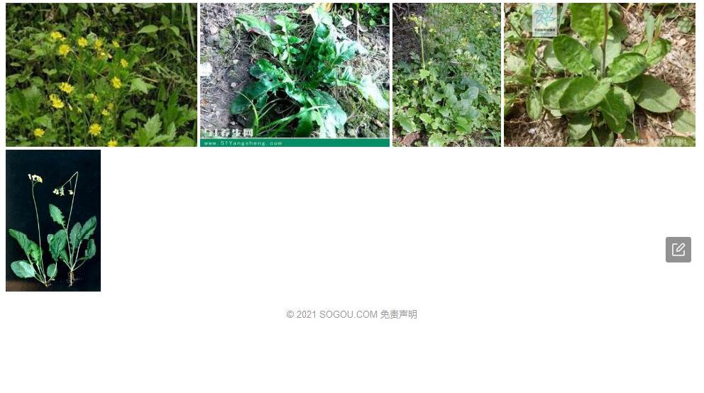 栉齿黄鹌菜照片和图片/