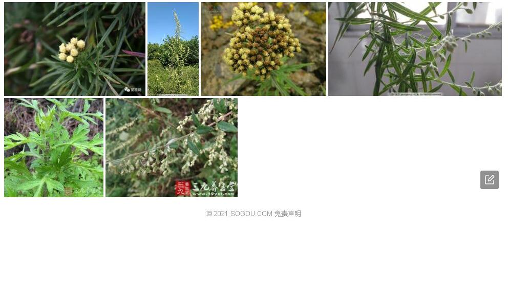 栎叶亚菊照片和图片/