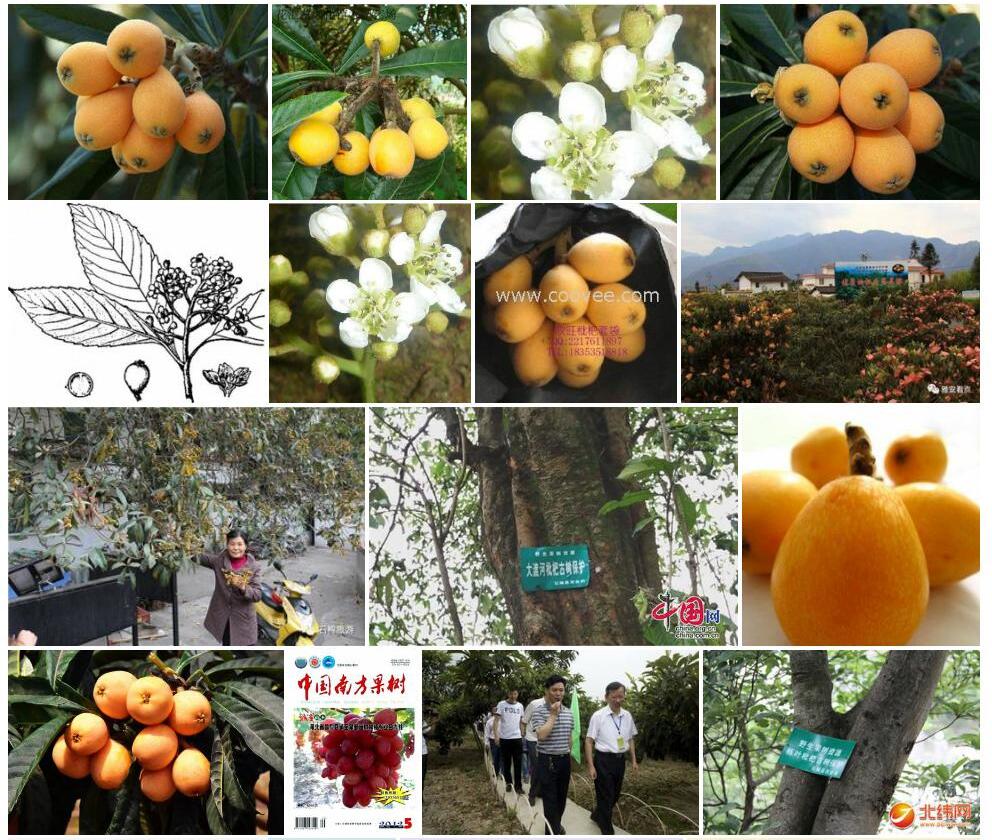 栎叶枇杷照片和图片/