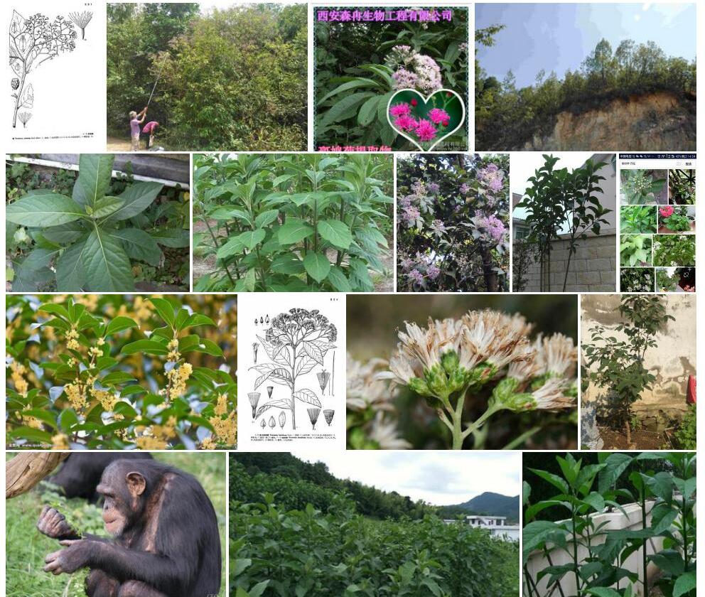 树斑鸠菊照片和图片/
