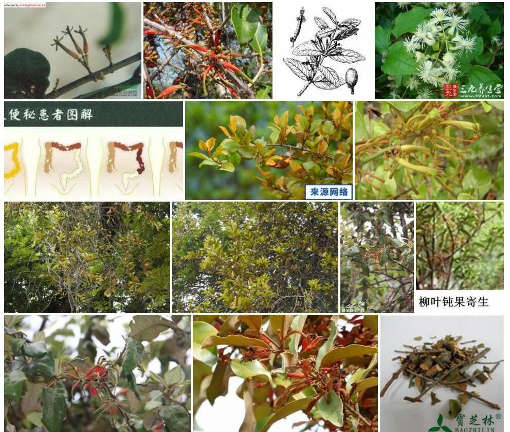 栗毛钝果寄生照片和图片/