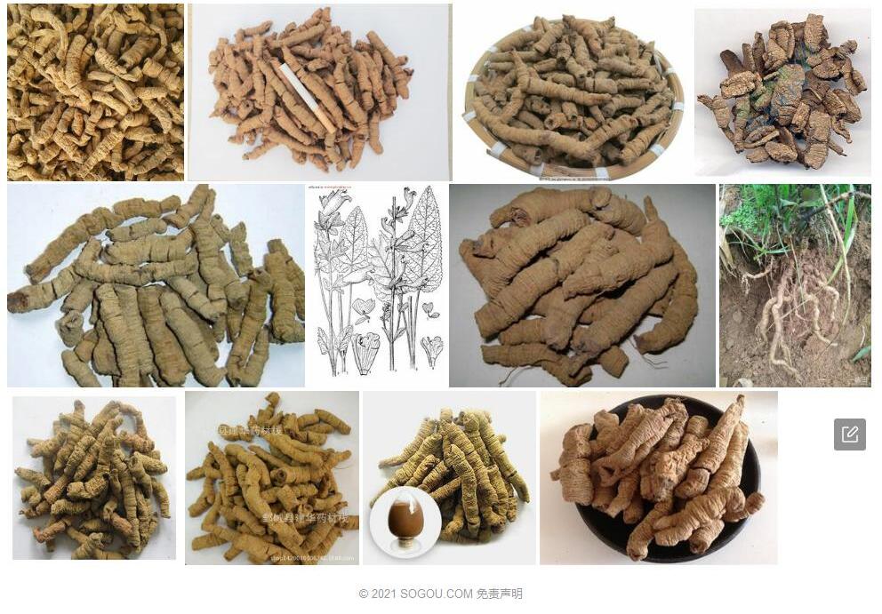 栗色巴戟照片和图片/