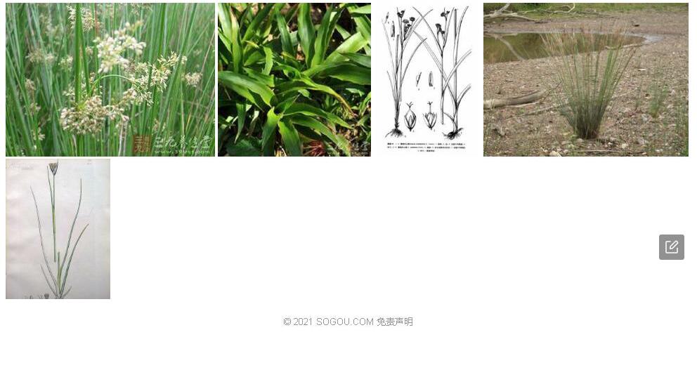栗花灯心草照片和图片/
