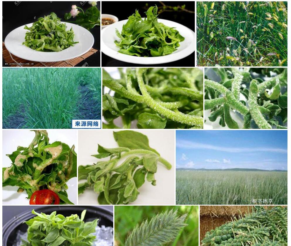 根茎冰草照片和图片/
