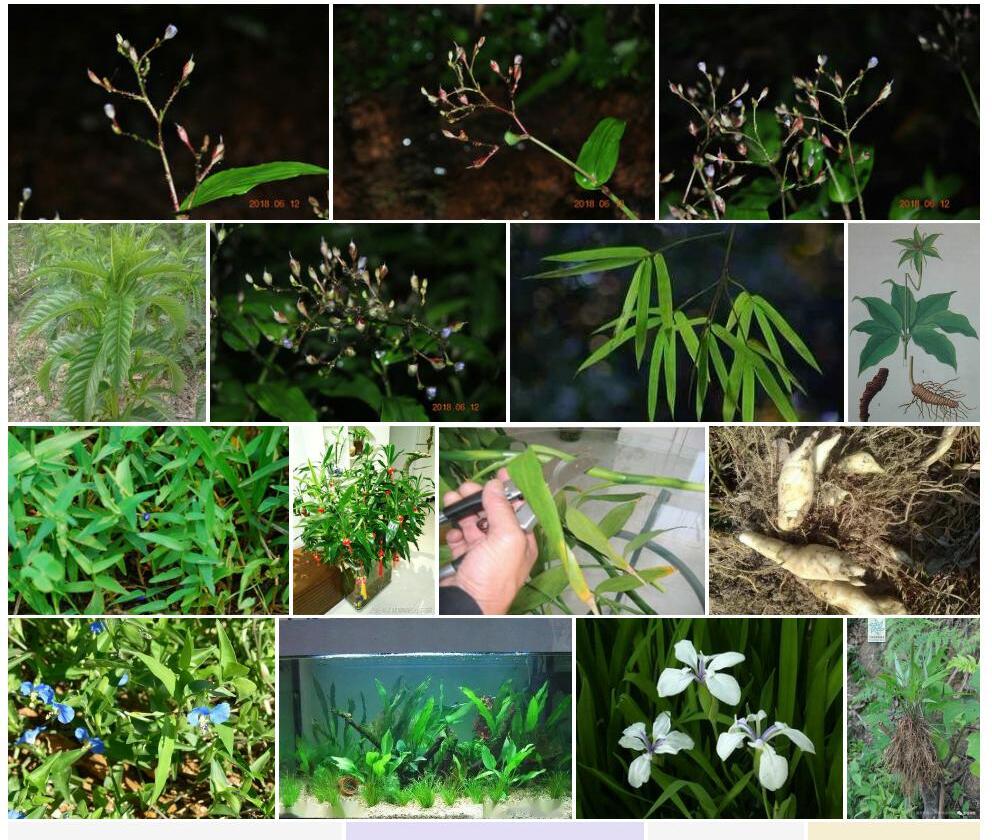 根茎水竹叶照片和图片/