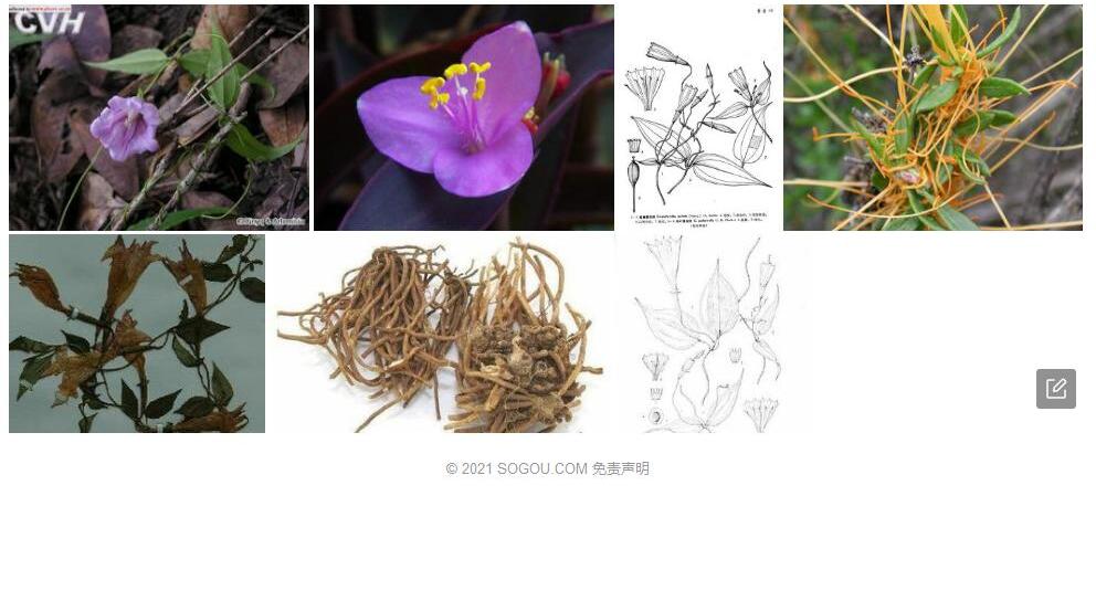 根茎蔓龙胆照片和图片/