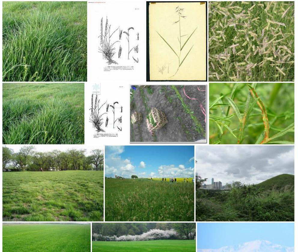 格兰马草照片和图片/