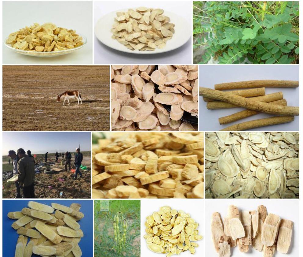 格尔木黄耆照片和图片/