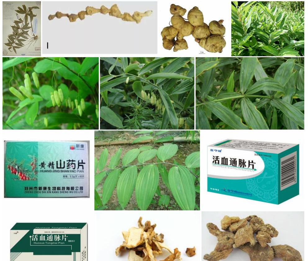 格脉黄精照片和图片/