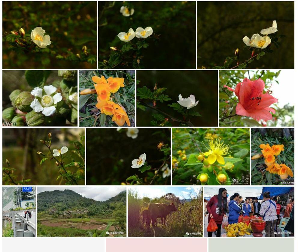 栽秧花照片和图片/