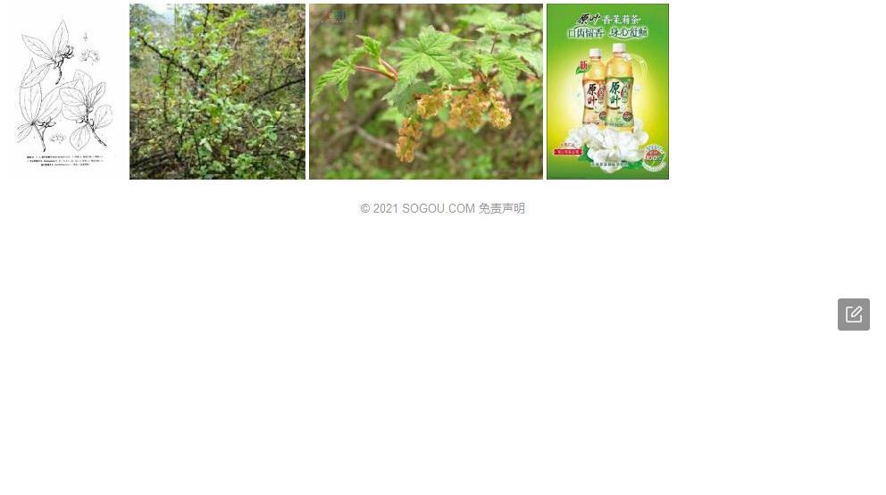 桂叶茶藨子照片和图片/