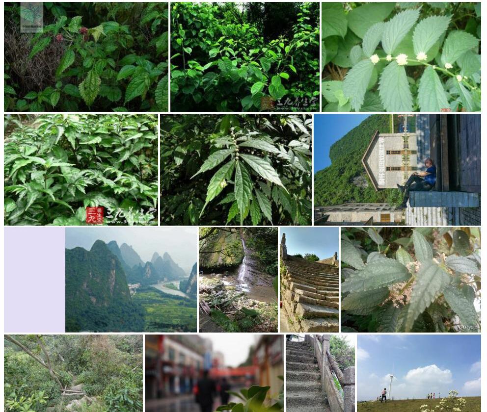 桂林楼梯草照片和图片/