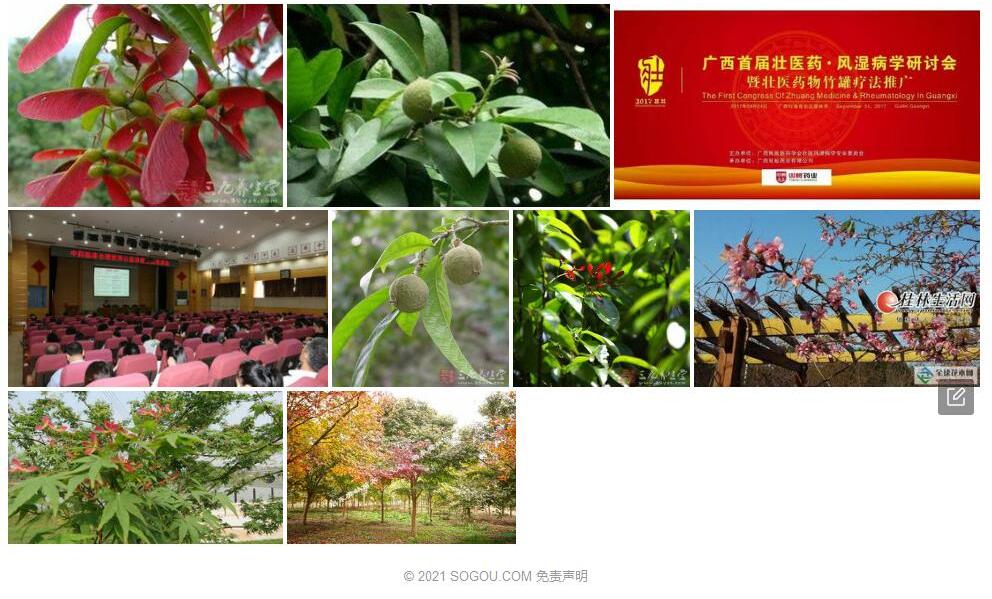 桂林槭照片和图片/