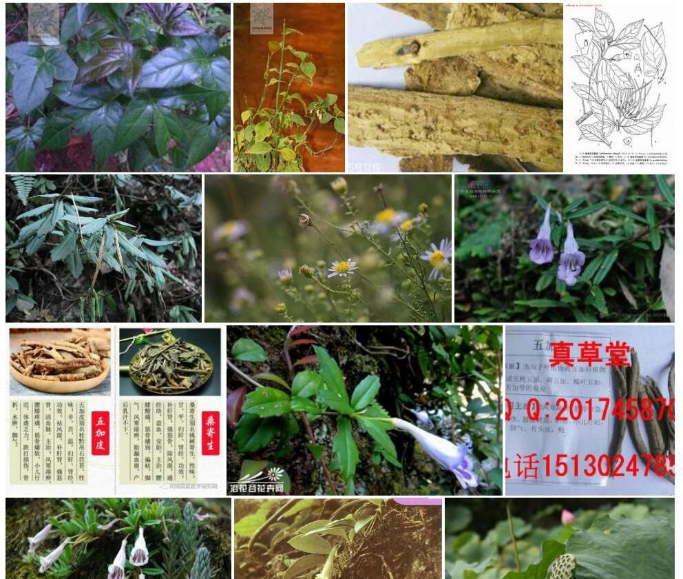 桂黔吊石苣苔照片和图片/