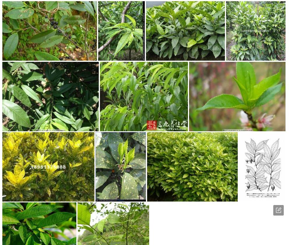 桃叶柃照片和图片/