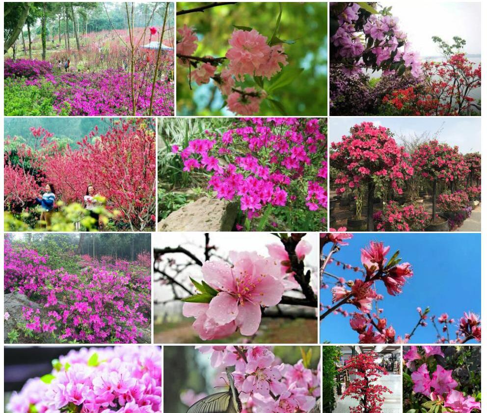 桃花杜鹃照片和图片/