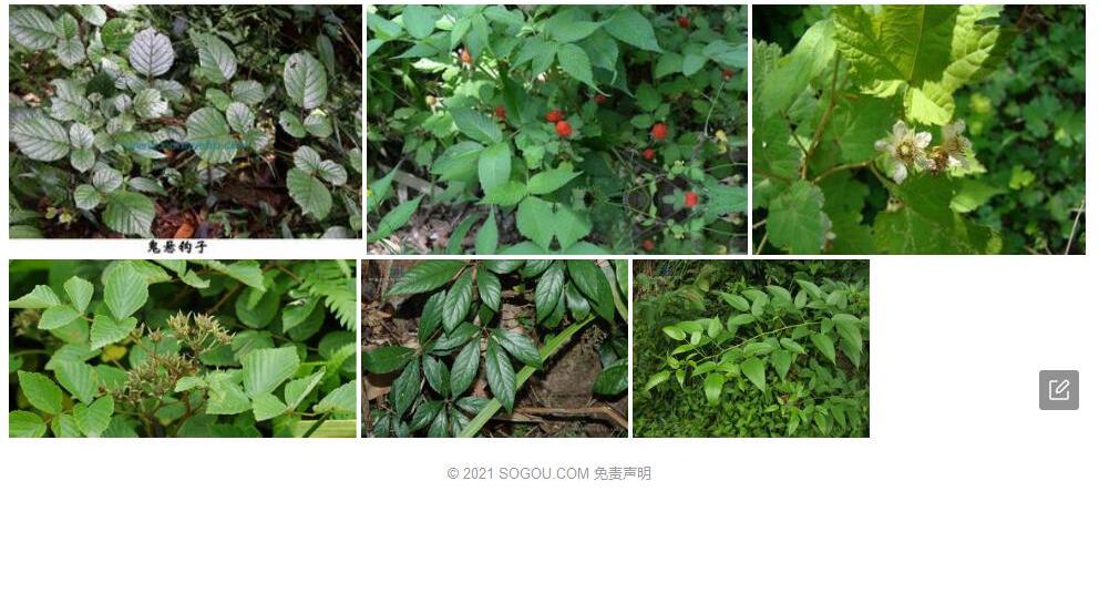 桉叶悬钩子照片和图片/