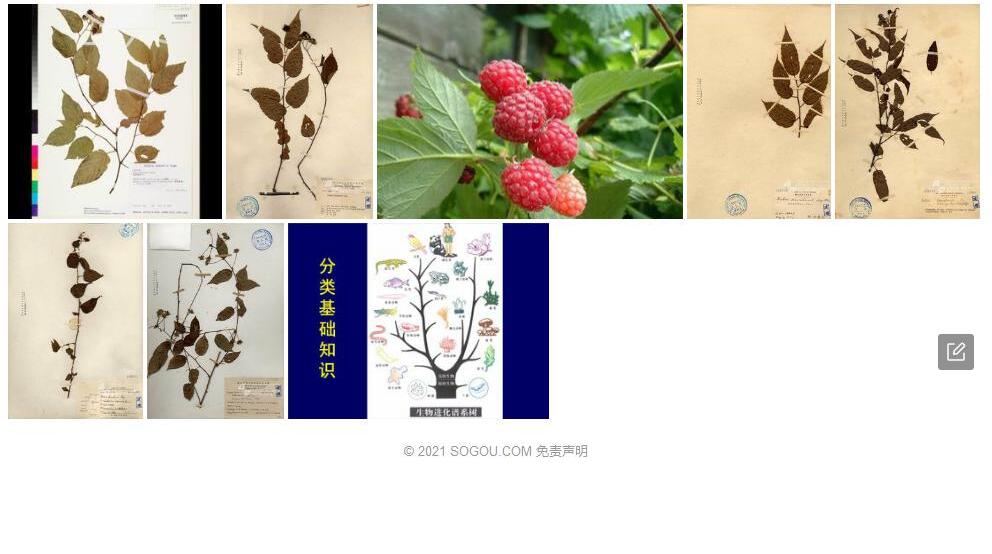 桑叶悬钩子照片和图片/