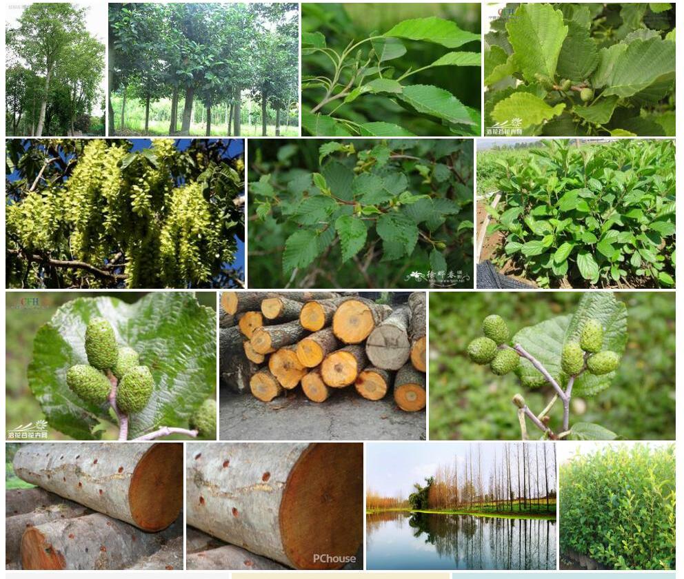 桤木照片和图片/