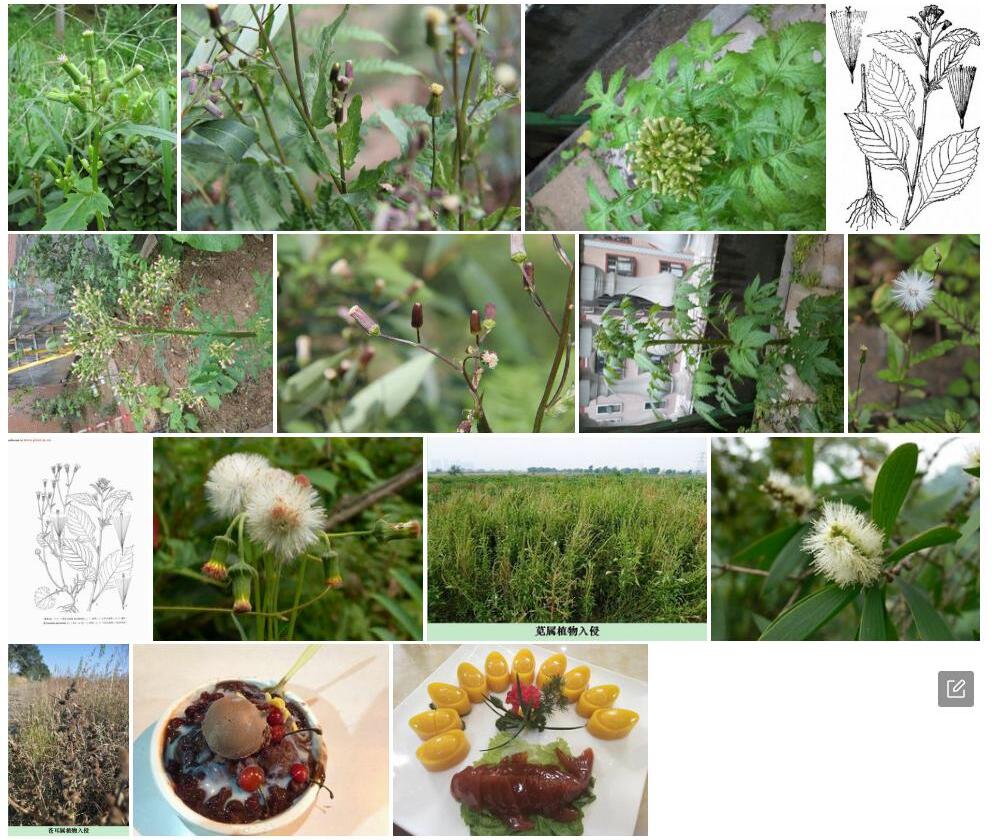 梁子菜照片和图片/