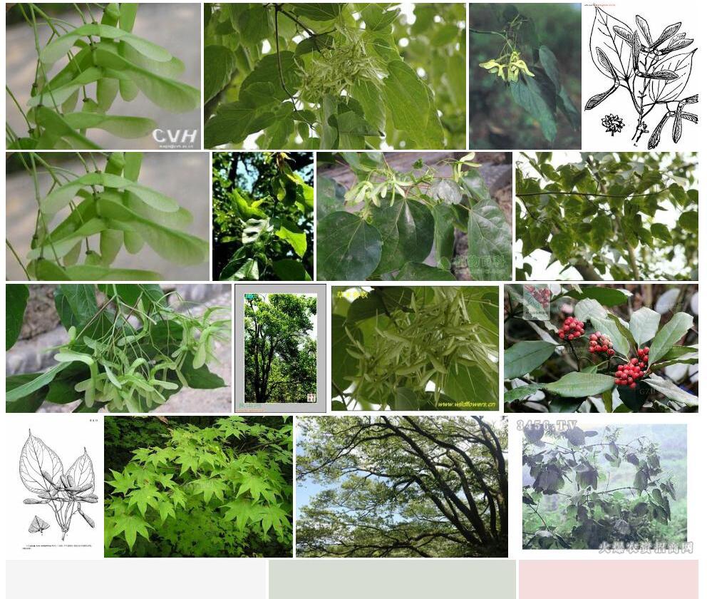 梓叶槭照片和图片/