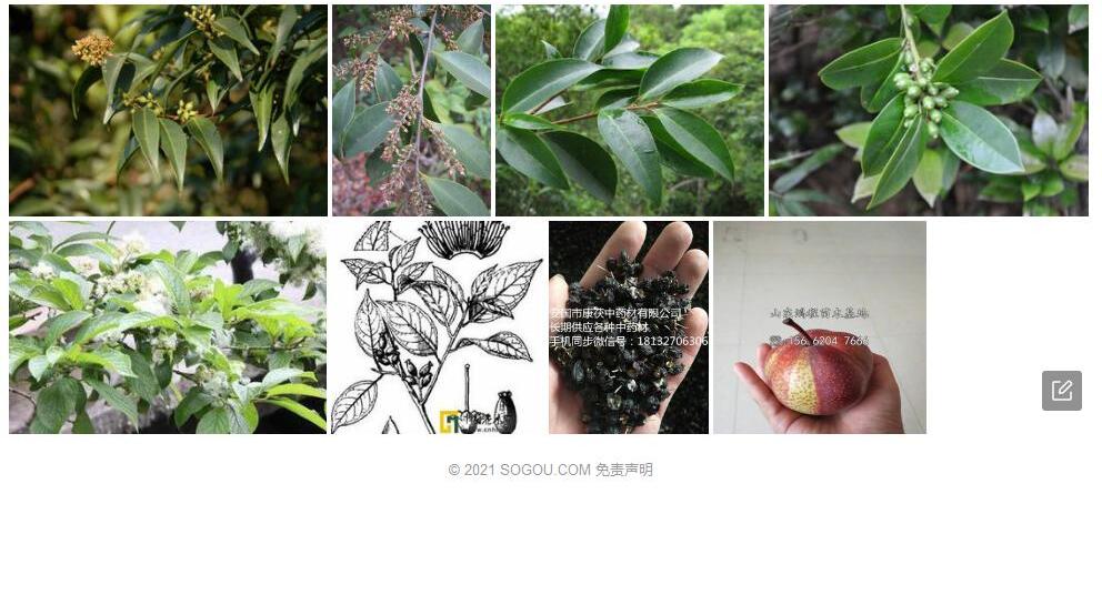 梨叶山矾照片和图片/