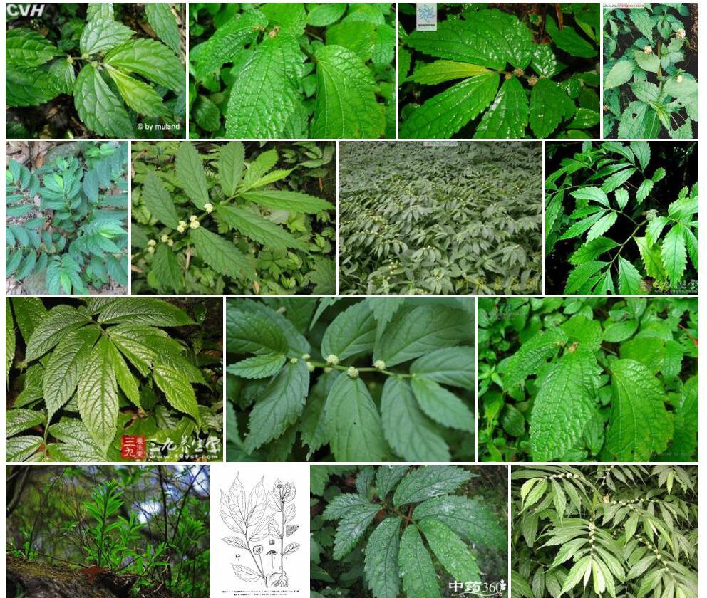 梨序楼梯草照片和图片/