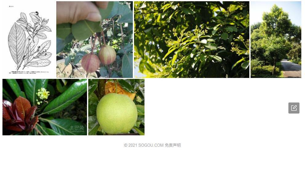 梨润楠照片和图片/