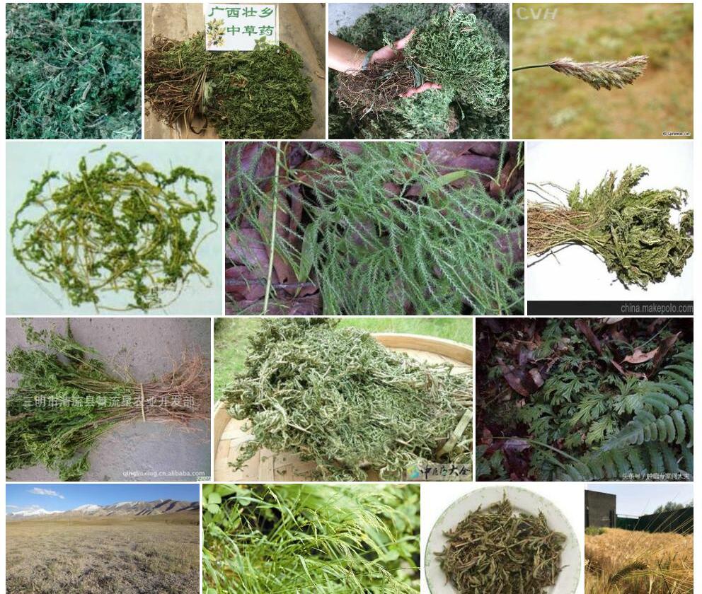 梭罗草照片和图片/