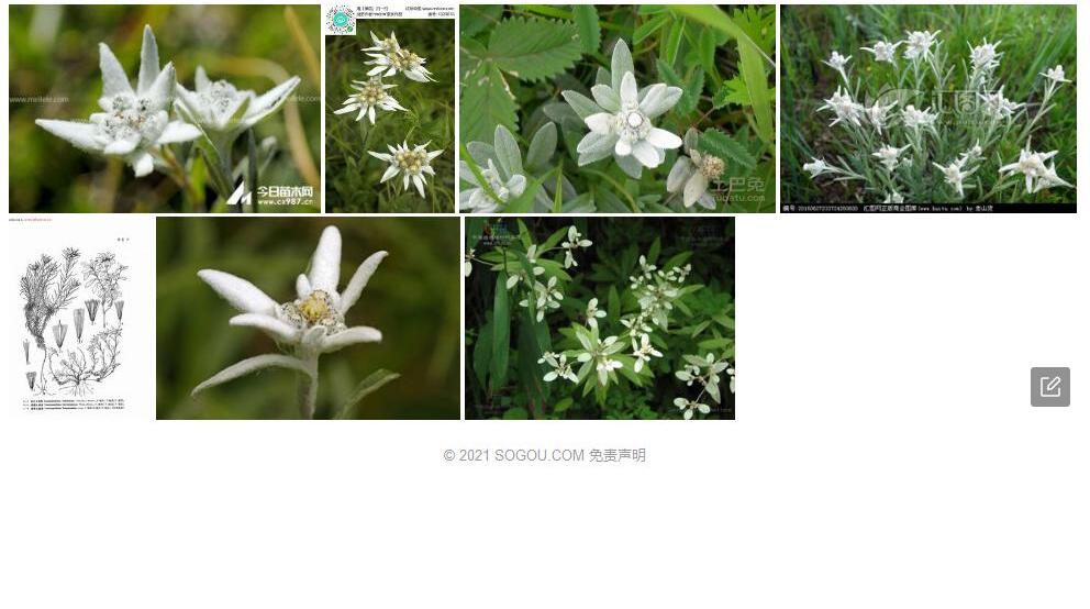 梵净火绒草照片和图片/