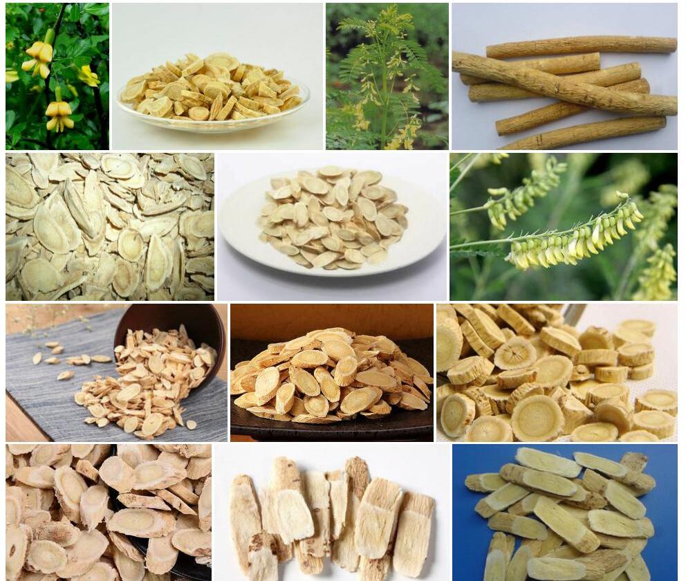 棉毛黄耆照片和图片/