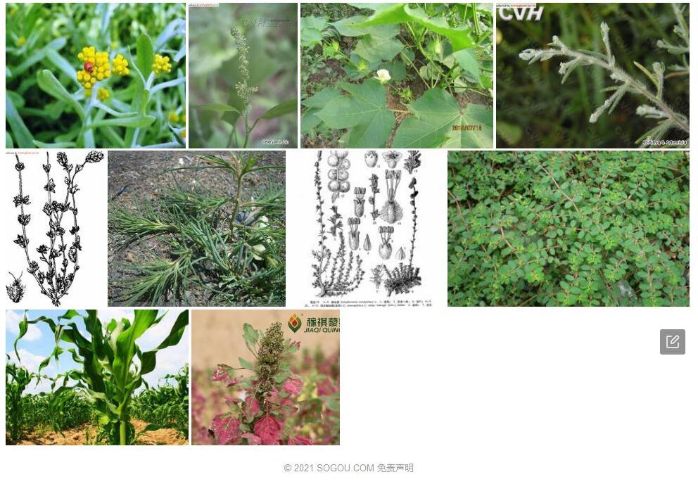 棉藜属照片和图片/