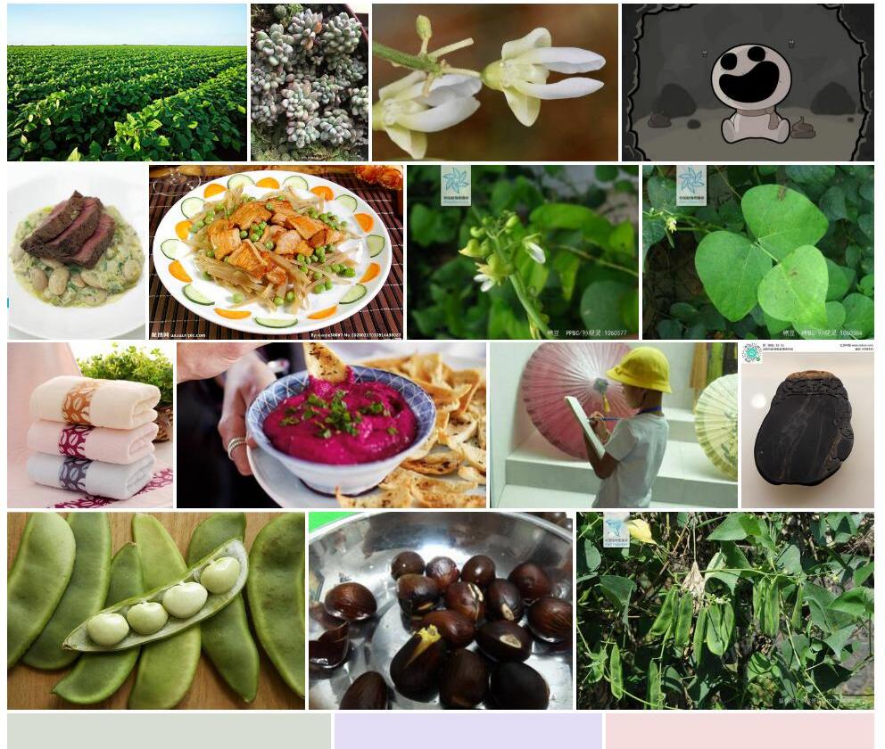 棉豆照片和图片/