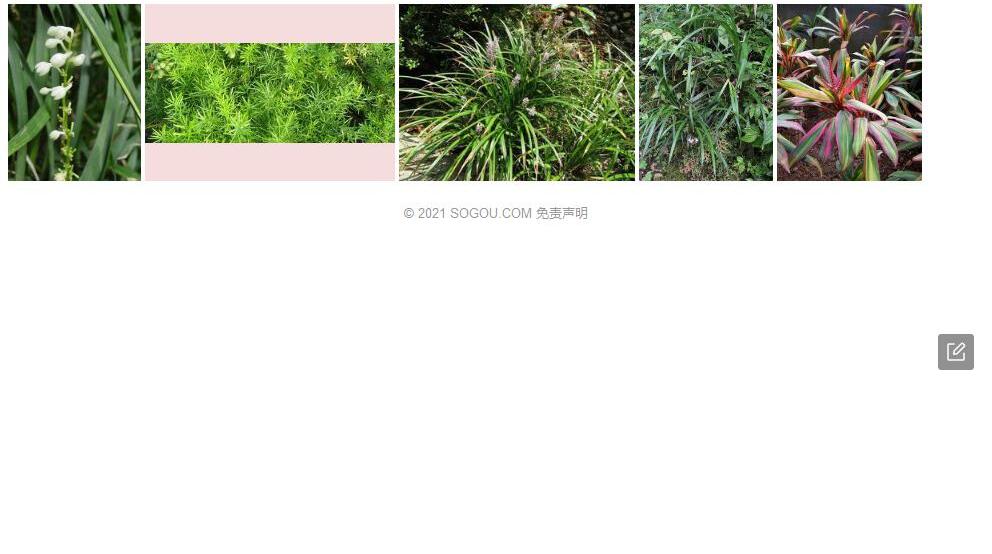 棒叶沿阶草照片和图片/
