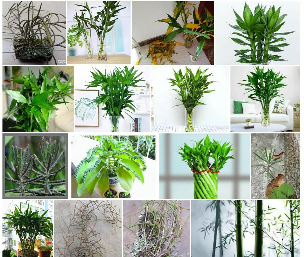 棒叶节节木照片和图片/