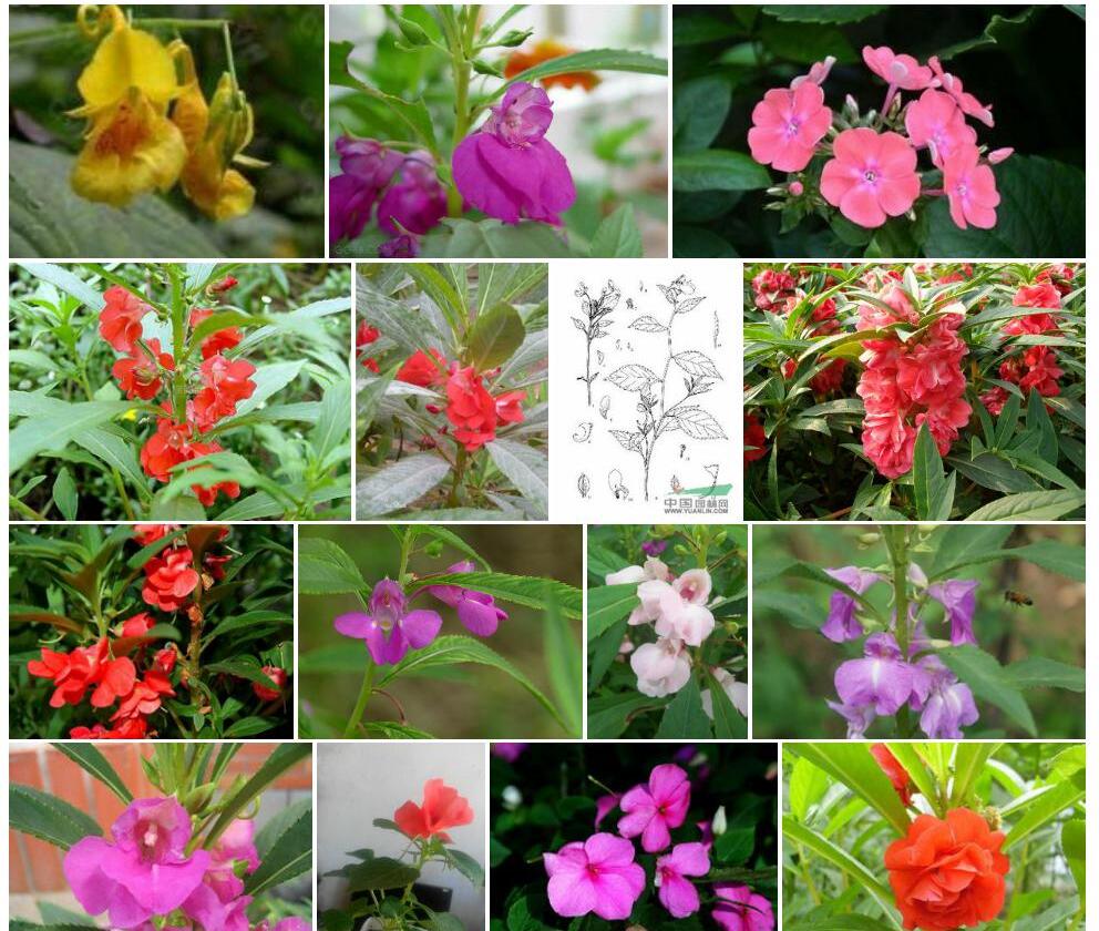 棒尾凤仙花照片和图片/