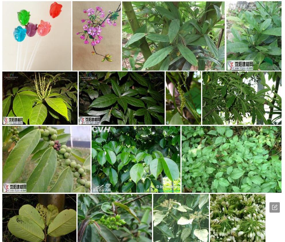 棒柄花照片和图片/