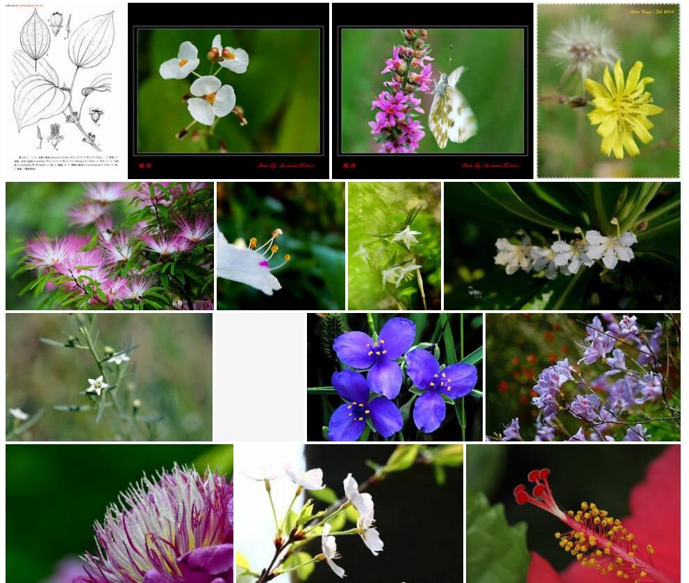 棒距八蕊花照片和图片/
