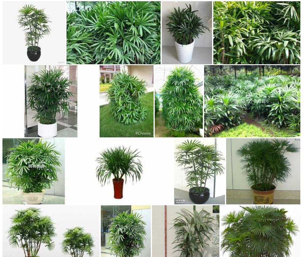 棕竹照片和图片/