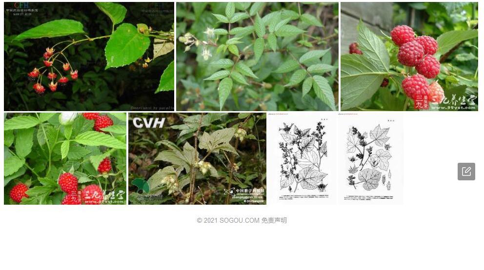 棕红悬钩子照片和图片/
